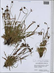 Ожика многоцветковая (Ehrh.) Lej., Сибирь, Чукотка и Камчатка (S7) (Россия)