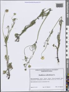 Скабиоза бледно-желтая L., Сибирь, Западная Сибирь (S1) (Россия)