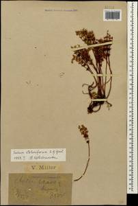 Phedimus stolonifer (S. G. Gmel.) 't Hart, Кавказ, Краснодарский край и Адыгея (K1a) (Россия)