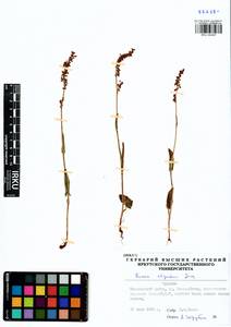 Rumex scutatus subsp. scutatus, Сибирь, Прибайкалье и Забайкалье (S4) (Россия)