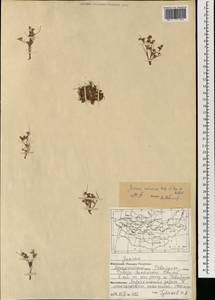 Ситник лягушачий Songeon & E.P.Perrier, Монголия (MONG) (Монголия)