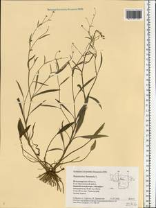Лютик жгучий, Прыщинец L., Восточная Европа, Центральный район (E4) (Россия)