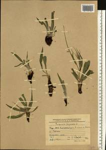 Pseudopodospermum hispanicum subsp. hispanicum, Восточная Европа, Восточный район (E10) (Россия)