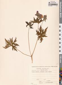 Герань волосистоцветковая DC., Сибирь, Чукотка и Камчатка (S7) (Россия)