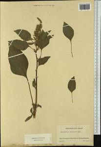 Amaranthus quitensis Kunth, Западная Европа (EUR) (Швейцария)