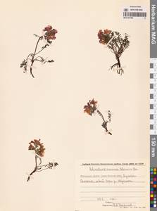 Мытник прелестный Adams ex Steven, Сибирь, Чукотка и Камчатка (S7) (Россия)