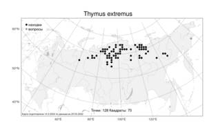 Thymus extremus, Тимьян крайний, Чабрец крайний Klokov, Атлас флоры России (FLORUS) (Россия)