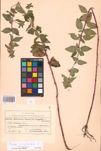 MHA 0 014 887, Mentha × verticillata L., Восточная Европа, Южно-Украинский район (E12) (Украина)