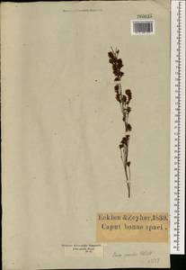 Erica gracilis J. C. Wendl., Африка (AFR) (ЮАР)