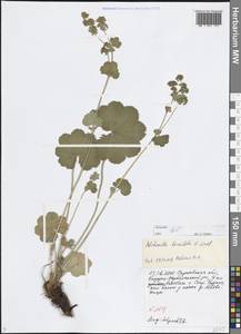 Манжетка коротколопастная H.Lindb., Восточная Европа, Нижневолжский район (E9) (Россия)