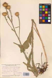 Centaurea glastifolia subsp. glastifolia, Восточная Европа, Северо-Украинский район (E11) (Украина)