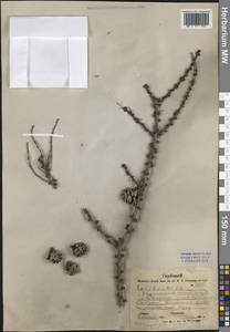 Лиственница Гмелина, Сибирь, Дальний Восток (S6) (Россия)