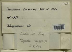 Climacium dendroides (Hedw.) F. Weber & D. Mohr, Гербарий мохообразных, Мхи - Центральное Нечерноземье (B6) (Россия)