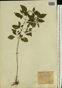 Эльсгольция реснитчатая (Thunb.) Hyl., Восточная Европа, Центральный лесной район (E5) (Россия)