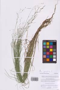 Мятлик болотный L., Восточная Европа, Московская область и Москва (E4a) (Россия)