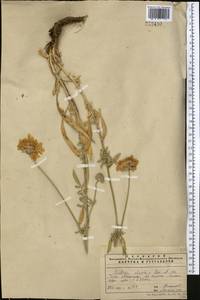 Lomelosia alpestris (Kar. & Kir.) Soják, Средняя Азия и Казахстан, Памир и Памиро-Алай (M2) (Узбекистан)