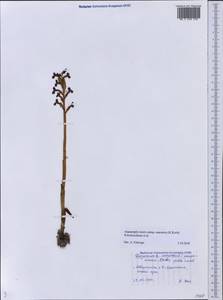 Anacamptis morio subsp. caucasica (K.Koch) H.Kretzschmar, Eccarius & H.Dietr., Кавказ, Черноморское побережье (от Новороссийска до Адлера) (K3) (Россия)
