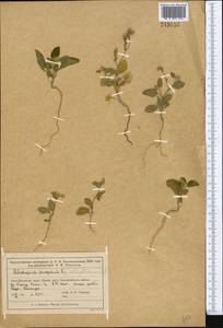 Гелиотроп эллиптический Ledeb., Средняя Азия и Казахстан, Муюнкумы, Прибалхашье и Бетпак-Дала (M9) (Казахстан)