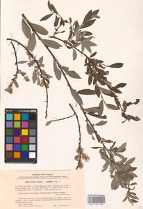 Salix aurita × repens, Восточная Европа, Латвия (E2b) (Латвия)