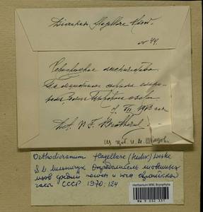 Orthodicranum flagellare (Hedw.) Loeske, Гербарий мохообразных, Мхи - Центральное Нечерноземье (B6) (Россия)