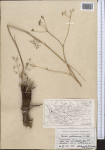 Ферула Федченко Koso-Pol., Средняя Азия и Казахстан, Памир и Памиро-Алай (M2) (Таджикистан)