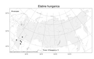Elatine hungarica, Повойничек венгерский Moesz, Атлас флоры России (FLORUS) (Россия)