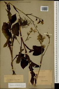 Lactuca macrophylla subsp. macrophylla, Кавказ, Дагестан (K2) (Россия)