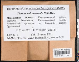 Dicranum drummondii Müll. Hal., Гербарий мохообразных, Мхи - Карелия, Ленинградская и Мурманская области (B4) (Россия)