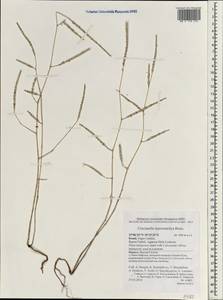 Crucianella macrostachya Boiss., Зарубежная Азия (ASIA) (Израиль)