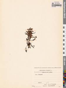 Мытник волосистый L., Сибирь, Чукотка и Камчатка (S7) (Россия)