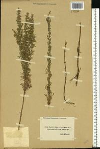 Полынь понтийская L., Восточная Европа, Центральный лесостепной район (E6) (Россия)