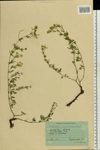 Medicago falcata subsp. falcata, Восточная Европа, Северо-Украинский район (E11) (Украина)