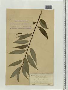 Salix ×rubens Schrank, Восточная Европа, Московская область и Москва (E4a) (Россия)