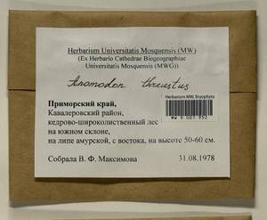 Anomodon thraustus Müll. Hal., Гербарий мохообразных, Мхи - Дальний Восток (без Чукотки и Камчатки) (B20) (Россия)