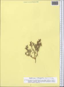 Галимокнемис твердоплодный (Pall.) C. A. Mey., Средняя Азия и Казахстан, Прикаспийский Устюрт и Северное Приаралье (M8) (Казахстан)