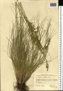 Овсяница валисская, Типчак Schleich. ex Gaudin, Восточная Европа, Северо-Украинский район (E11) (Украина)