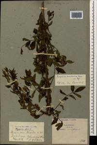 Солодка щетинистая, Солодка иглистая L., Кавказ, Азербайджан (K6) (Азербайджан)