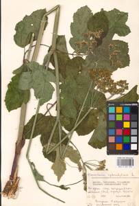 Борщевик обыкновенный L., Восточная Европа, Московская область и Москва (E4a) (Россия)