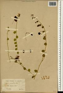 Capparis spinosa var. parviflora (Boiss.) Boiss., Зарубежная Азия (ASIA) (Иран)