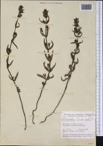 Rhinanthus minor subsp. minor, Америка (AMER) (Канада)