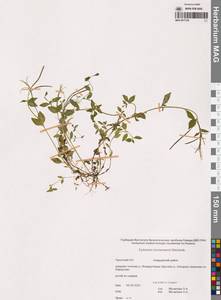 Кипрей Хорнемана, Кипрей Горнемана Rchb., Сибирь, Чукотка и Камчатка (S7) (Россия)