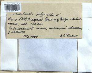 Marchantia polymorpha L., Гербарий мохообразных, Мхи - Архангельская и Вологодская области, Коми, Ненецкий АО (B7) (Россия)