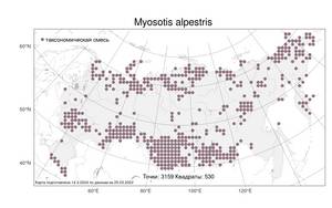 Myosotis alpestris, Незабудка альпийская F. W. Schmidt, Атлас флоры России (FLORUS) (Россия)
