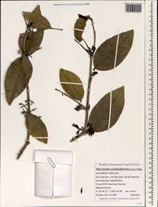 Macrosolen cochinchinensis (Lour.) Tiegh., Зарубежная Азия (ASIA) (Вьетнам)
