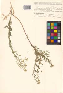 Дескурения Софии (L.) Webb ex Prantl, Восточная Европа, Нижневолжский район (E9) (Россия)