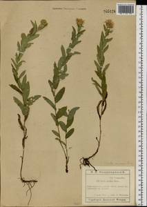Pentanema salicinum subsp. asperum (Poir.) Mosyakin, Восточная Европа, Ростовская область (E12a) (Россия)