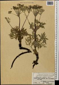 Chymsydia colchica (Albov) Woronow ex Grossheim, Кавказ, Грузия (K4) (Грузия)