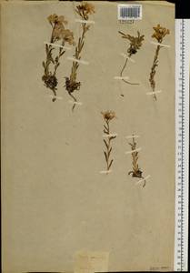 Клаусия солнцепечная (Stephan ex Willd.) Korn.-Trotzky, Сибирь, Прибайкалье и Забайкалье (S4) (Россия)