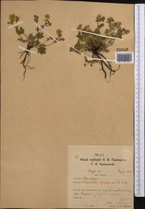 Лапчатка распростертая Willd. ex D.F.K.Schltdl., Средняя Азия и Казахстан, Северный и Центральный Казахстан (M10) (Казахстан)