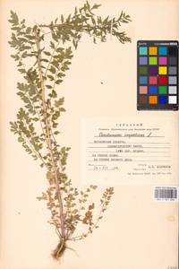 Сердечник недотрога L., Восточная Европа, Московская область и Москва (E4a) (Россия)